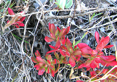 Crassula pubescens