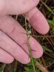 Liatris elegantula