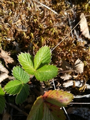 Fragaria vesca