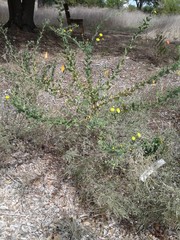 Heterotheca subaxillaris