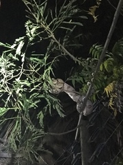 Boa constrictor constrictor