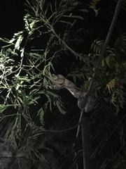 Boa constrictor constrictor