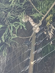 Boa constrictor constrictor