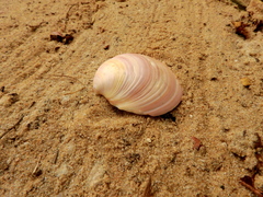 Eucallista purpurata