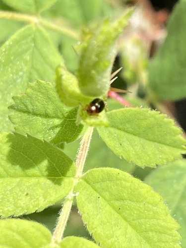 iNaturalist observation photo of Bronze Leaf Beetle