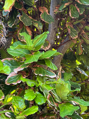 Ficus lyrata observed 2025-06-08