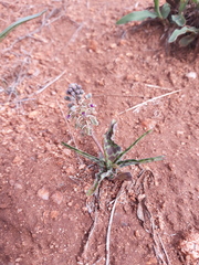 Ledebouria revoluta
