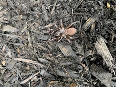 Antrodiaetus unicolor