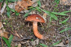 Tricholoma ustaloides