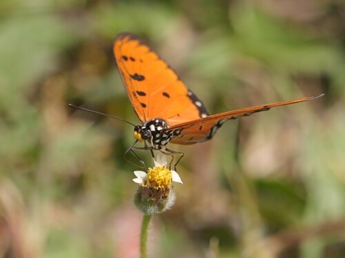 Tawny Coster
