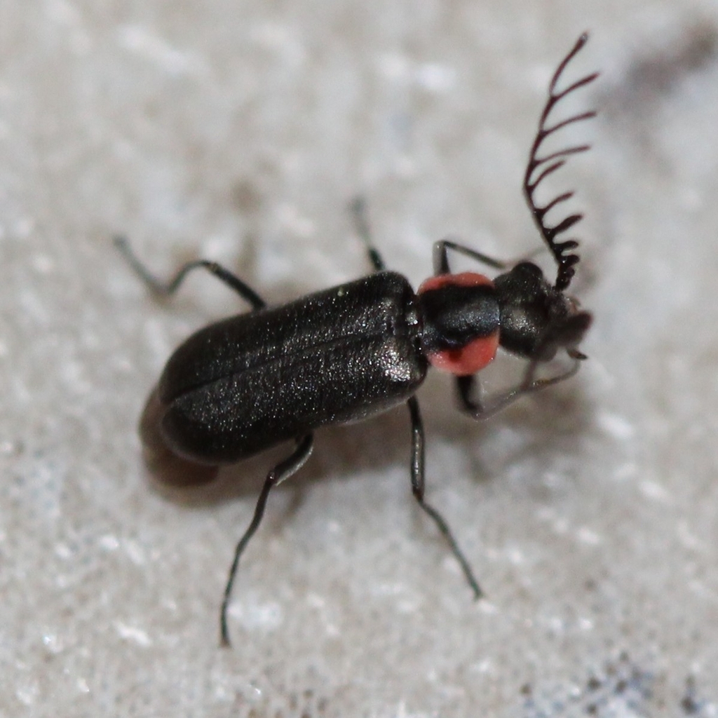 Malachius ulkei