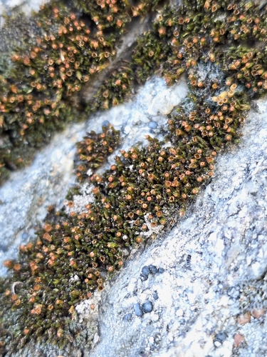 Schistidium atrichum
