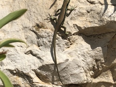 Phoenicolacerta laevis