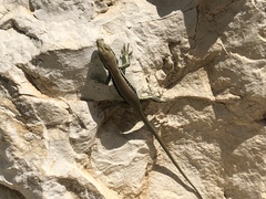 Phoenicolacerta laevis