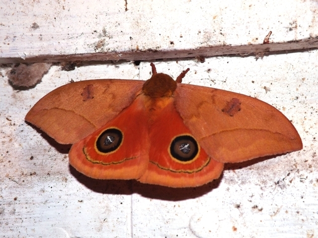 Automeris moloneyi