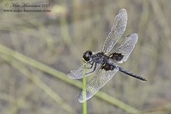 Celithemis martha