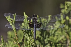 Celithemis martha
