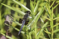 Celithemis martha