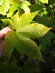 Acer pseudoplatanus