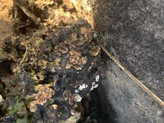 Placidium squamulosum