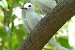 Gygis alba