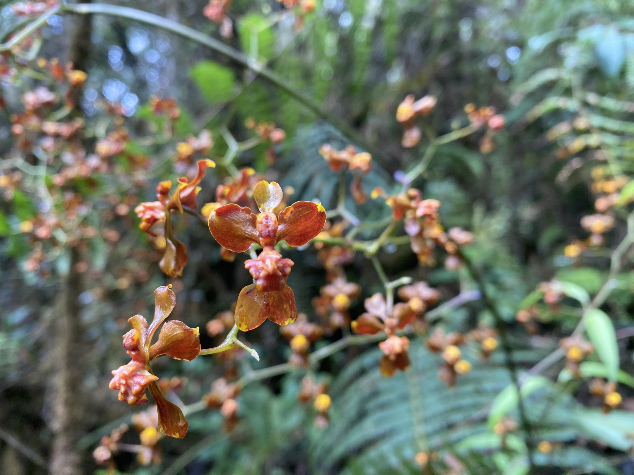 Cyrtochilum umbonatum (Rchb.f.) Kraenzl. 3