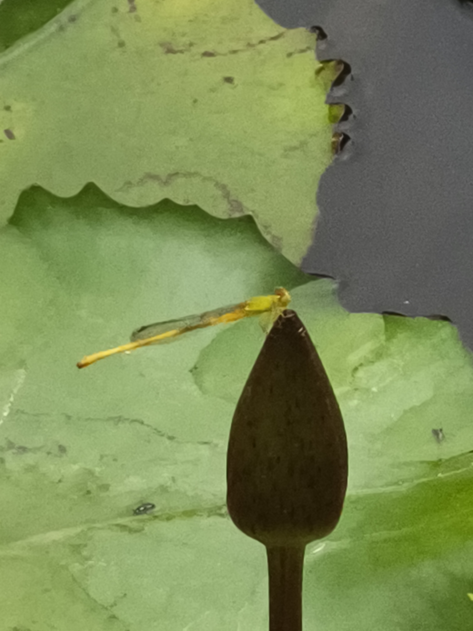 Coromandel Marsh Dart