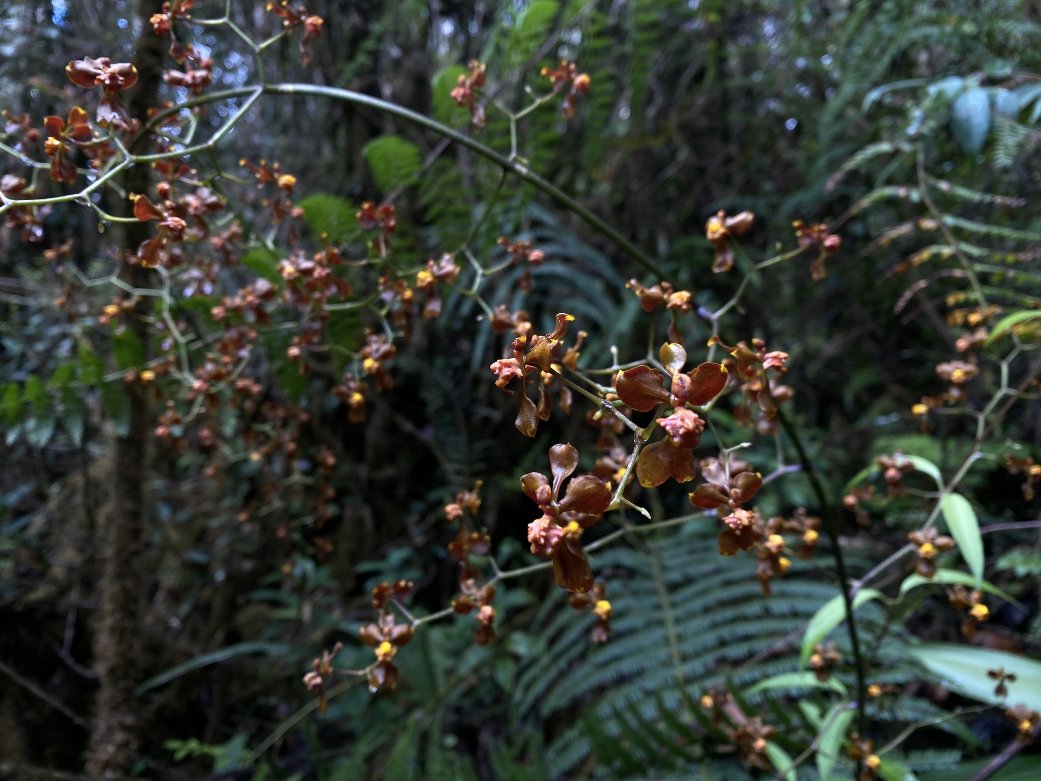 Cyrtochilum umbonatum (Rchb.f.) Kraenzl. 4