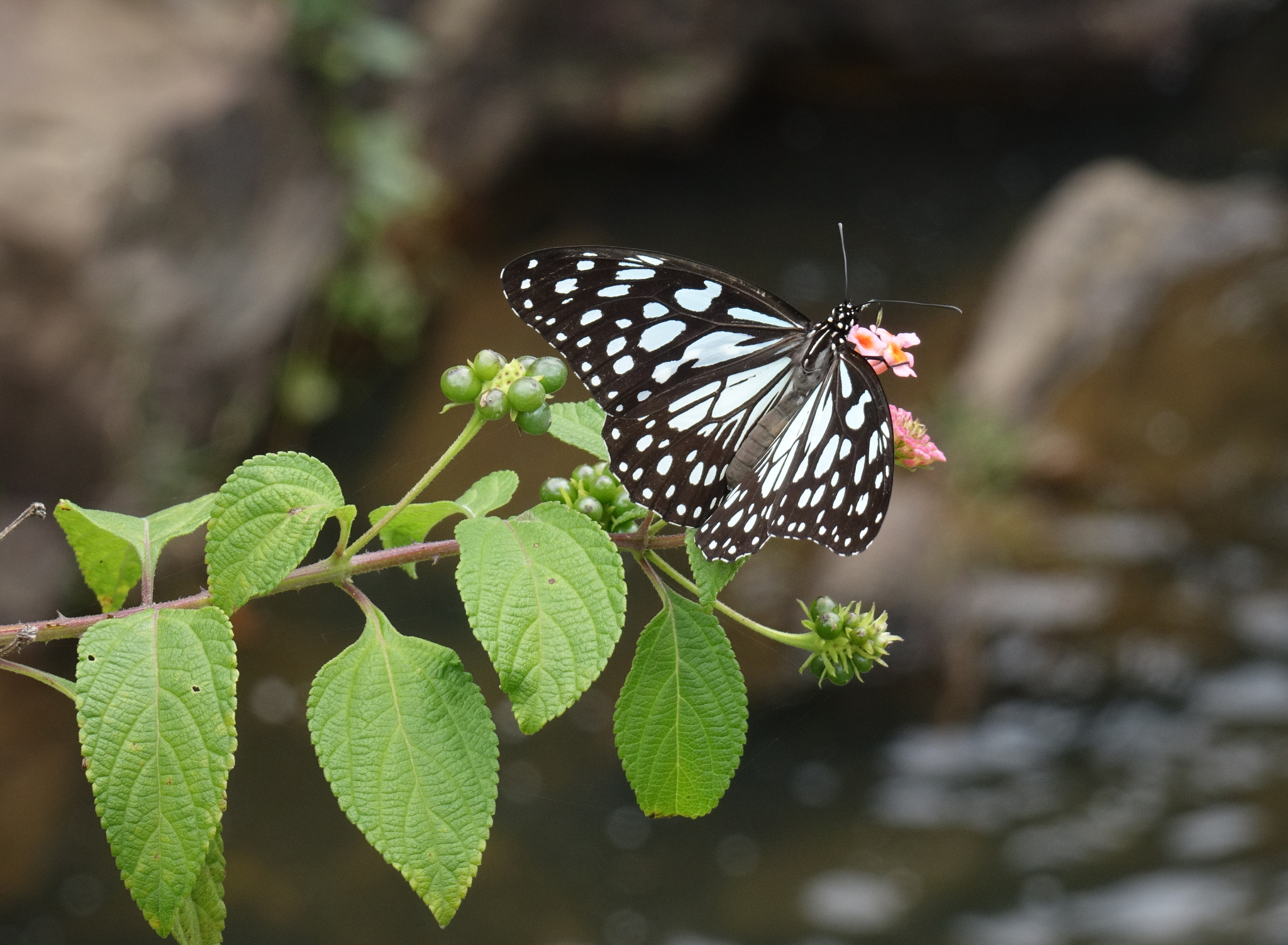 Blue Tiger