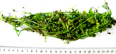 Galium capense