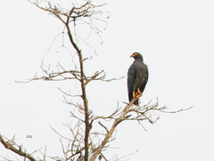 Helicolestes hamatus