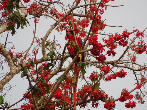 Scarlet Macaw