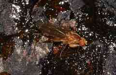 Suillia convergens
