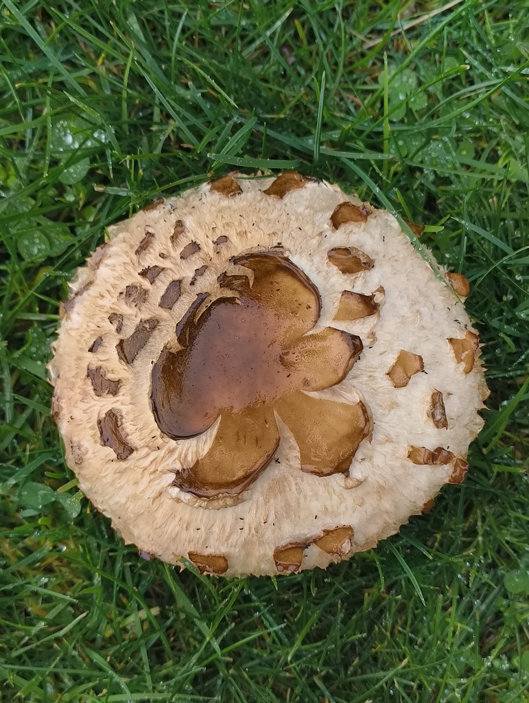 Rhacodium