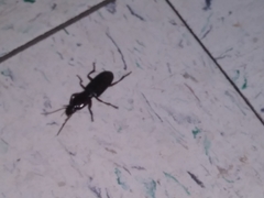 Stenomorphus