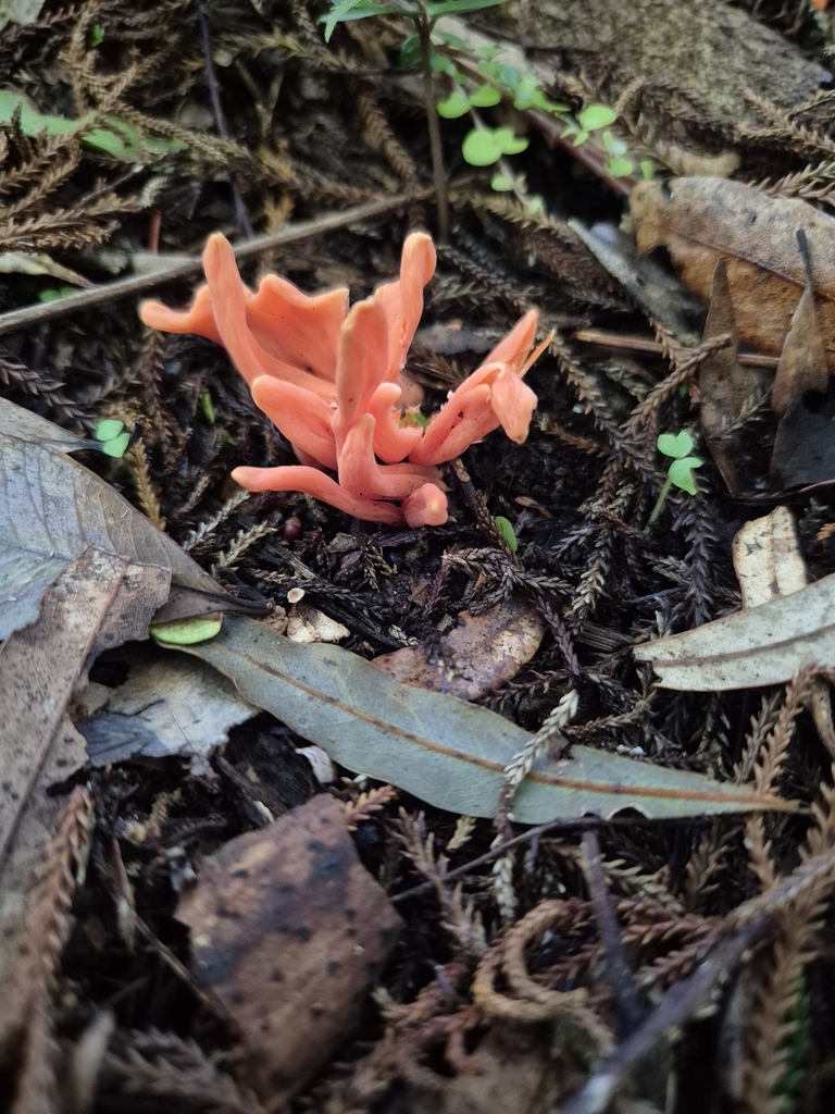 Clavulinopsis sulcata · June 2025 · photo: © rempson (iNaturalist, cc-by)