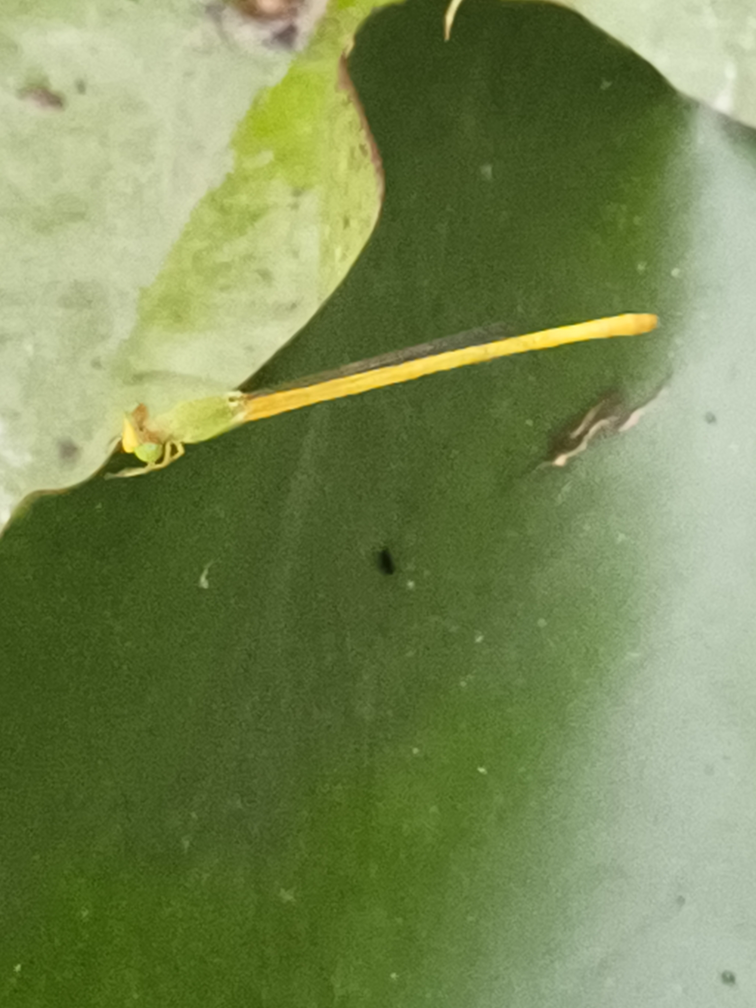 Coromandel Marsh Dart