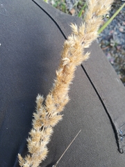 Calamagrostis epigejos