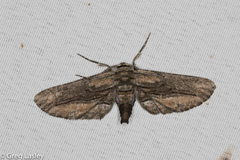 Holochroa dissociarius