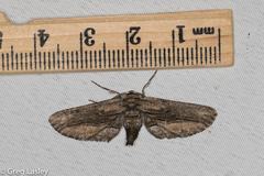 Holochroa dissociarius