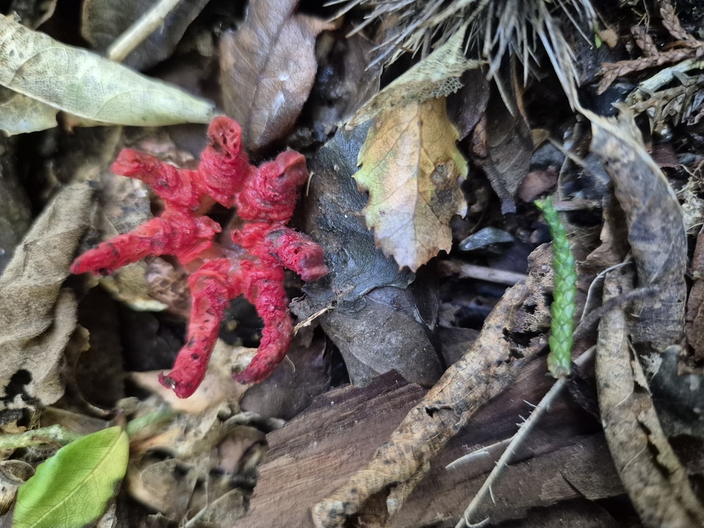 Clathrus archeri · June 2025 · photo: © rempson (iNaturalist, cc-by)