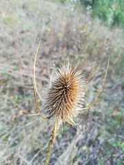 Dipsacus fullonum