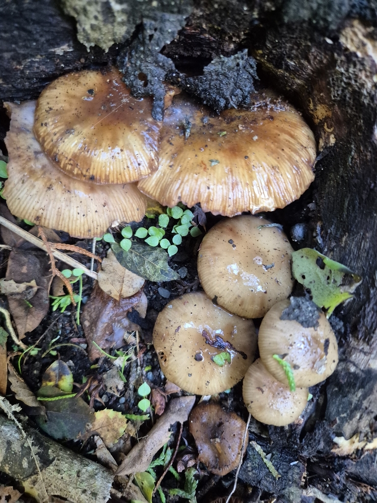 Armillaria novae-zelandiae · June 2025 · photo: © rempson (iNaturalist, cc-by)