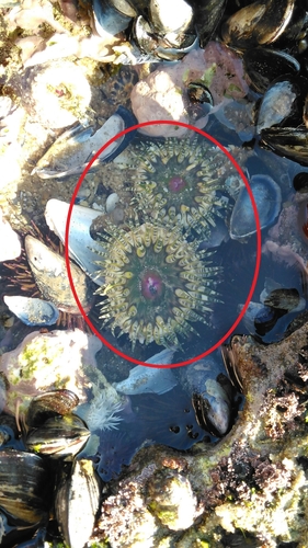 Bunodactis verrucosa
