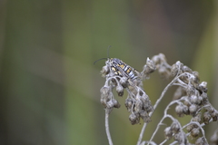Crinipus marisa