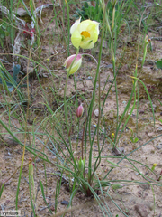 Cyanella alba flavescens