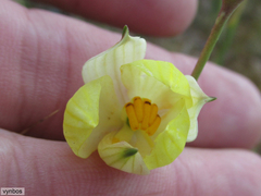 Cyanella alba flavescens