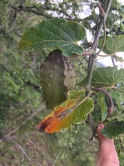 Gonolobus grandiflorus