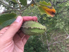 Gonolobus grandiflorus