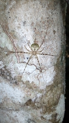 Neotama mexicana